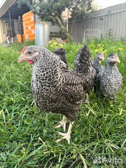Куры несушки молодые, Не старьё под видом 8-9 мес