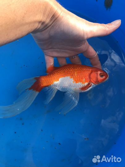 Комета для пруда