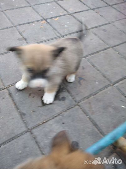 Щенки в добрые руки отдам бесплатно