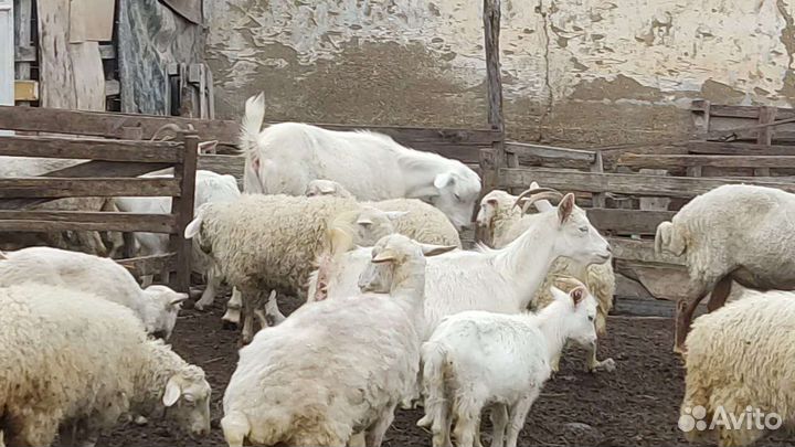 Продаю коз баранов