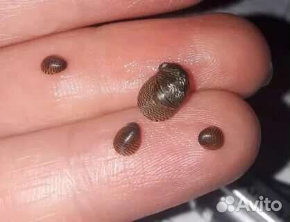 Улитки теодоксусы. Креветки. Растения