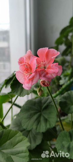 Пеларгония герань