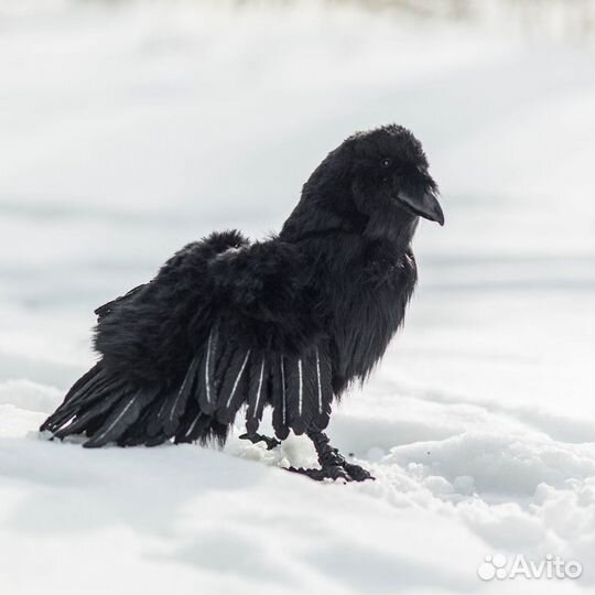 Черный ворон