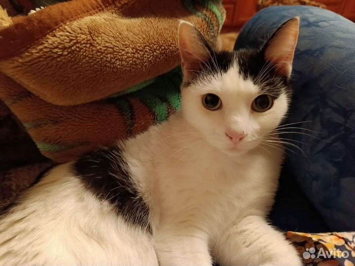 Котик в дар