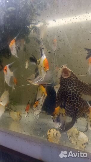 Аквариумные рыбки