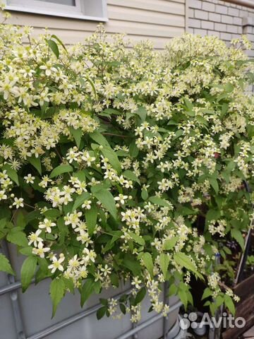 Ива, гортензия, клематис, жимолость каприфоль