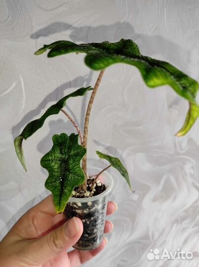 Алоказия Жаклин, Шкура дракона