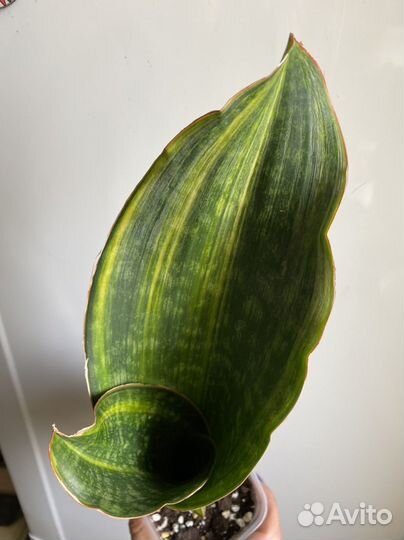 Малави Миднайт вар., Бруда, блю бат, мал.бат