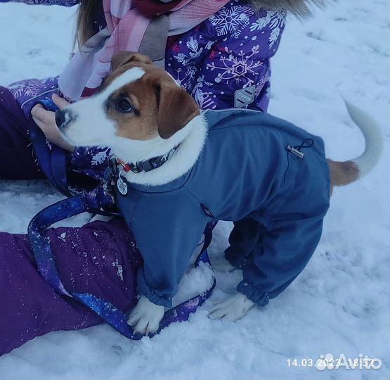 Одежда для собак