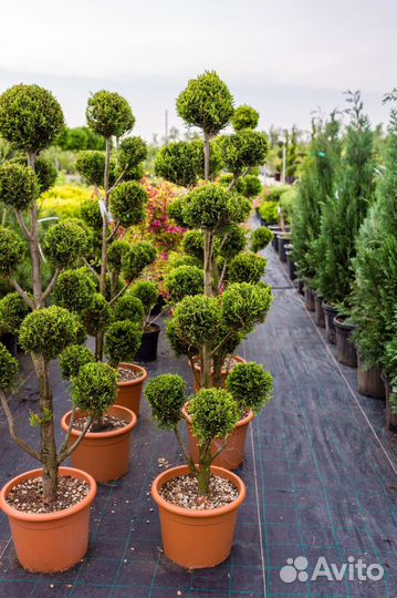 Помощник по хозяйству в теплицы работа вахтой