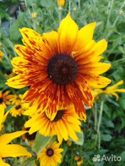 Многолетние цветы