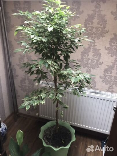 Фикус бенджамина