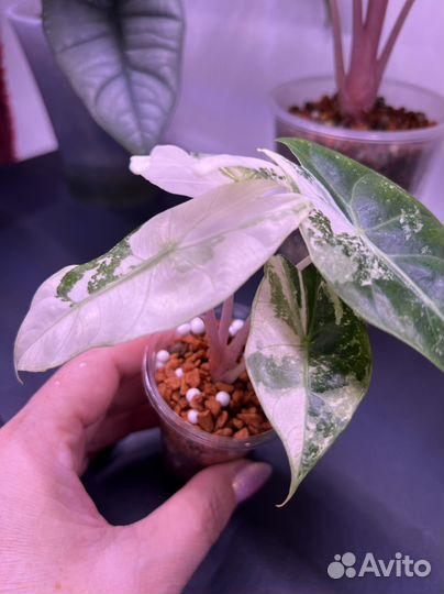 Алоказия пинк дракон альбо вариегатная подростки