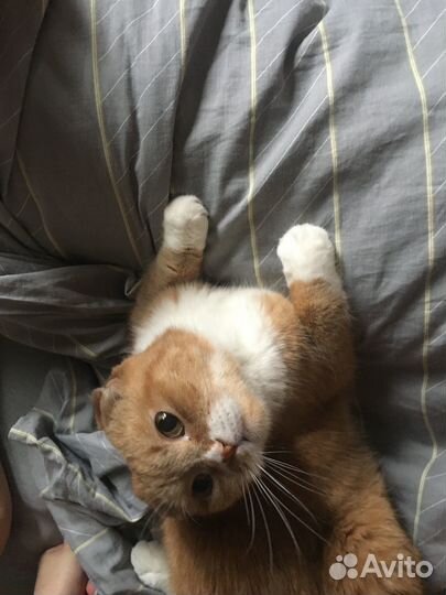 Шотладский вислоухий кот