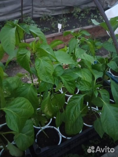 Рассада перца и баклажан