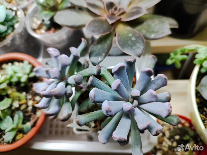 Эхеверия купидон