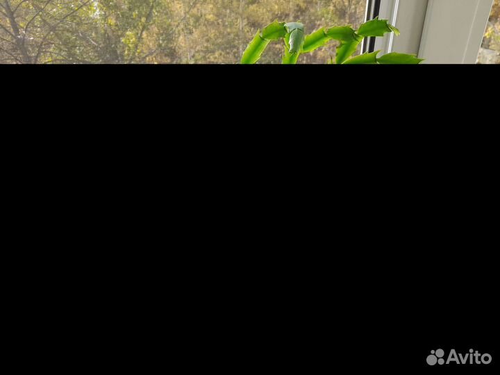 Цветок декабрист