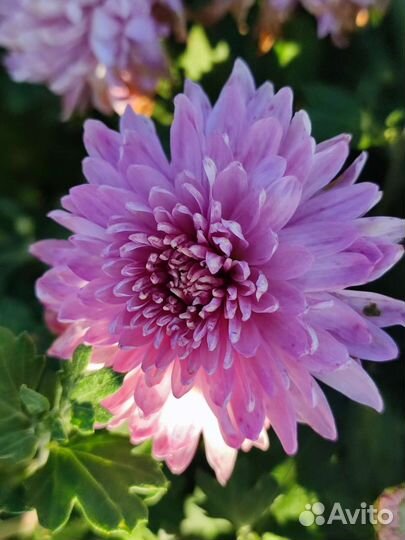 Хризантема кустовая