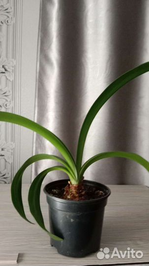 Гиппеаструм