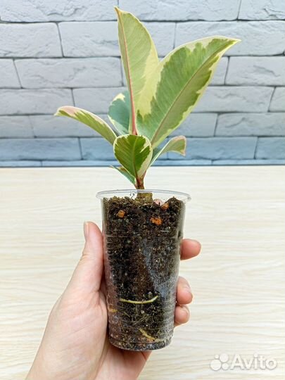 Фикус эластика Тинеке