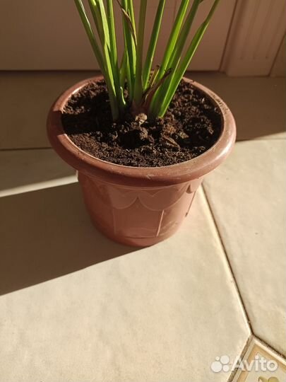 Спатифиллум