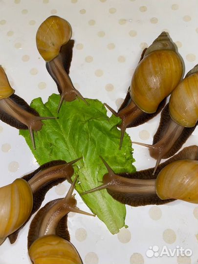 Улитки ахатины бесплатно