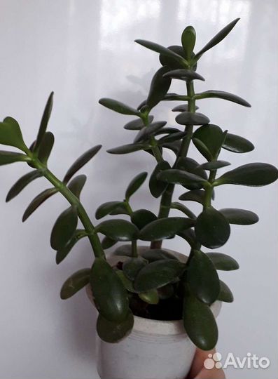 Толстянка(Денежное дерево)