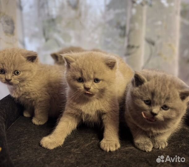 Британские котята