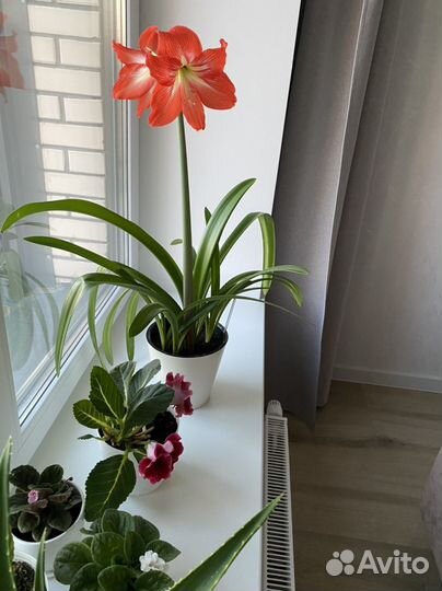 Амариллис