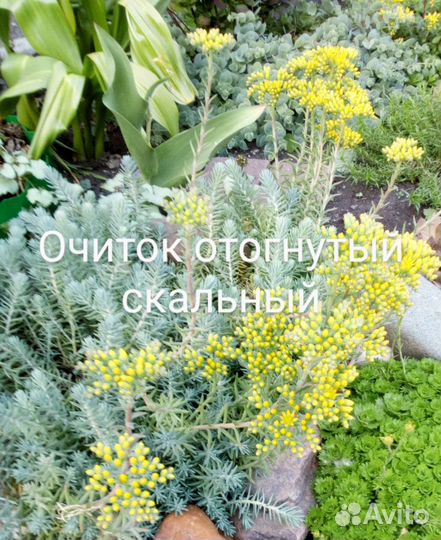 Очитки, седумы, живучка