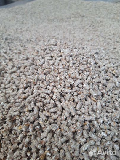 Зерно сорт деспина