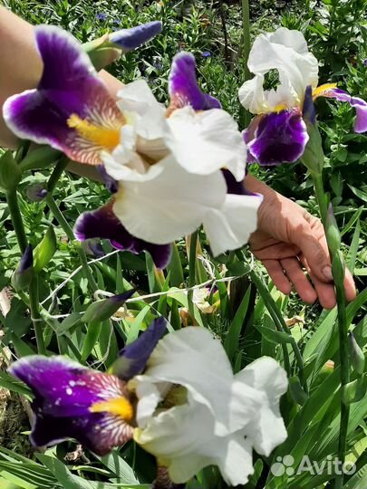 Ирисы и садовые многолетники