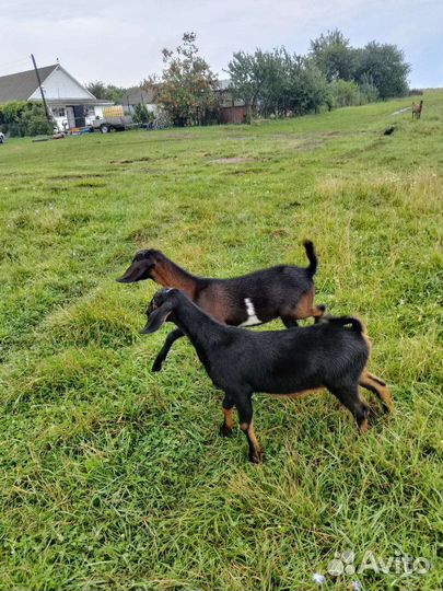 Англо нубийские козы