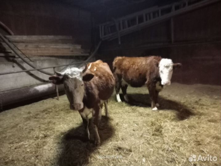 Коровы, телята