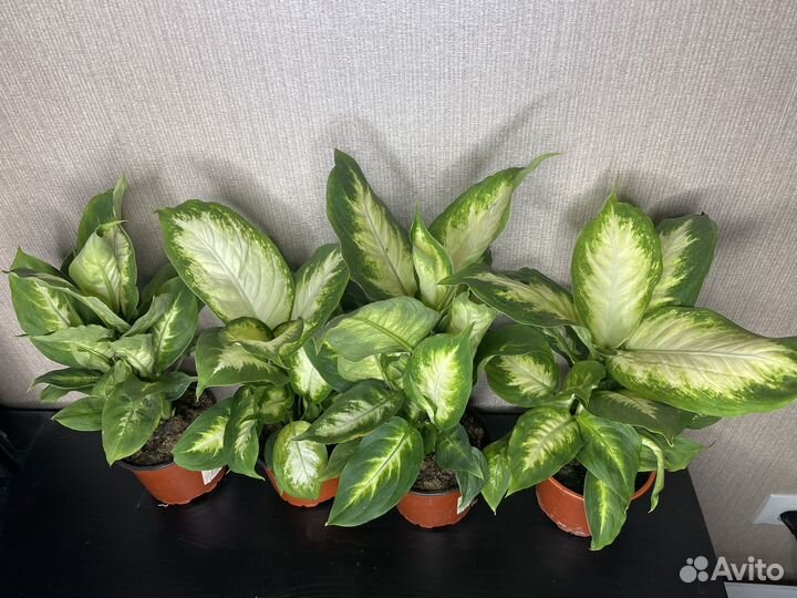 Диффенбахия камилла комнатные цветы