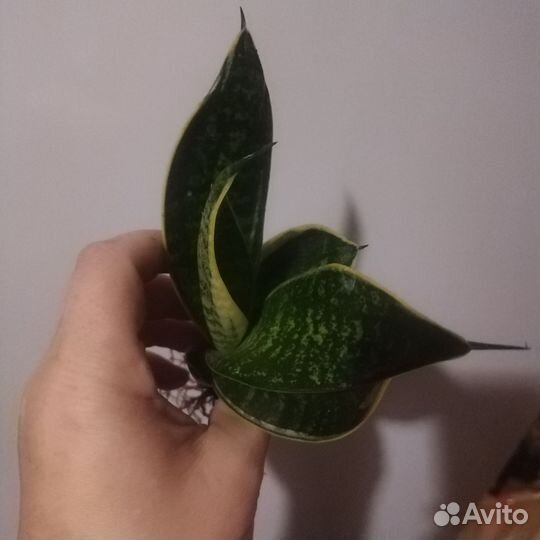 Сансевиерия сортовая