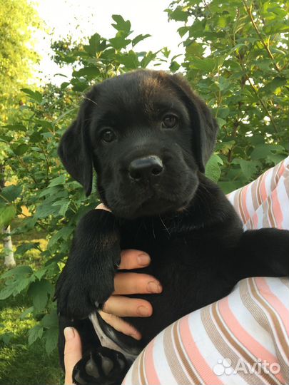 Щенки лабрадора