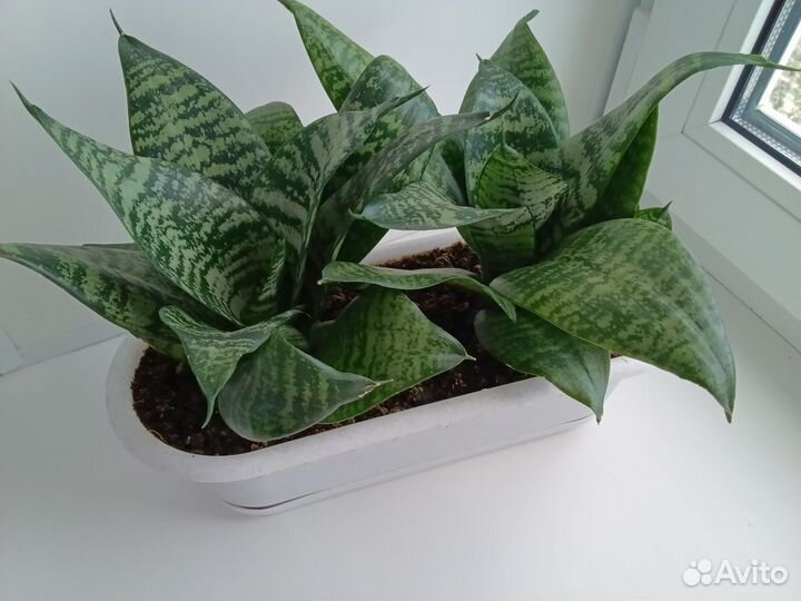 Сансевиерия