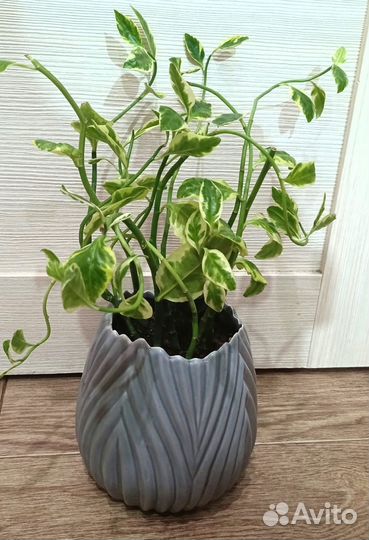 Аспарагус, педилантус, Крассула Хоббит