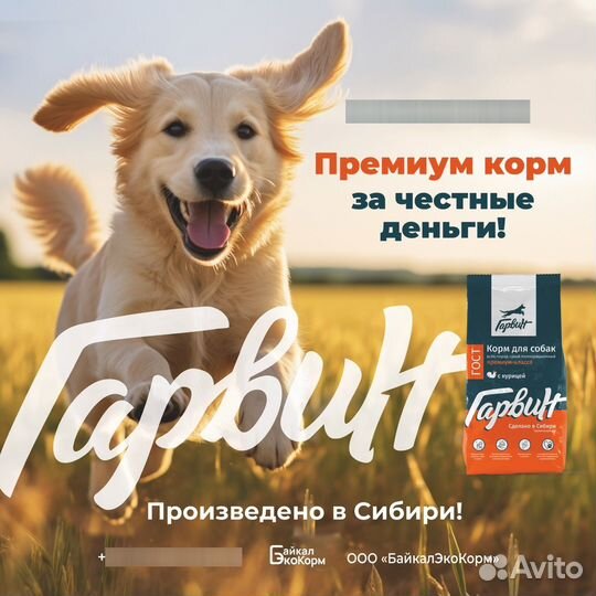 Сухой корм для собак