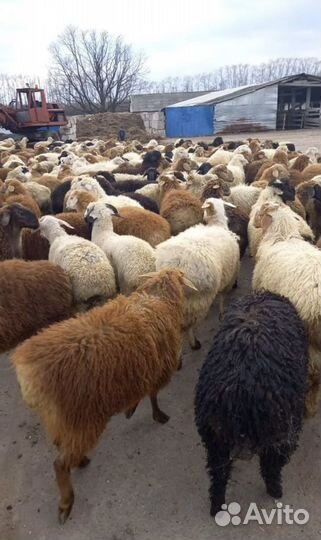 Ягнята,матки яловые,козы,2023 года