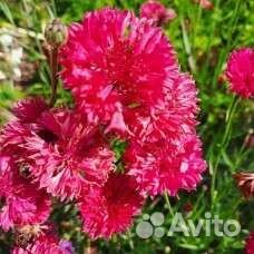 Василек красный(семена)