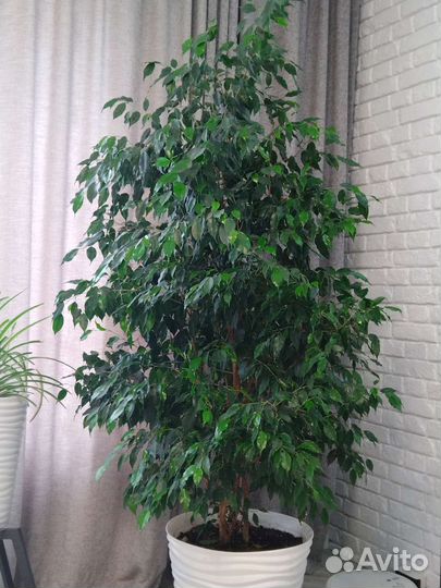 Фикус бенджамина 2 м