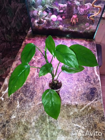 Рафидофора тетрасперма