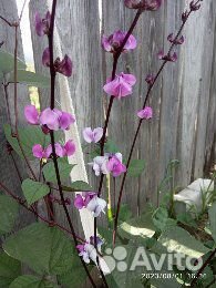 Рассада чуфа, кислица (оксалис)