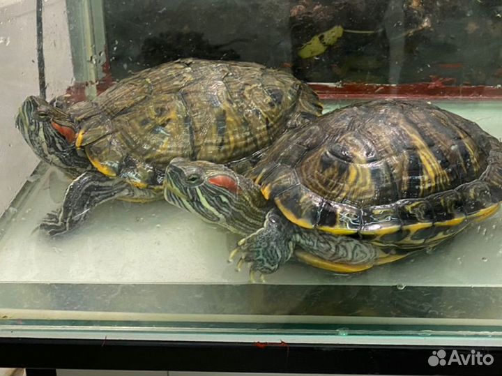 Красноухая черепаха