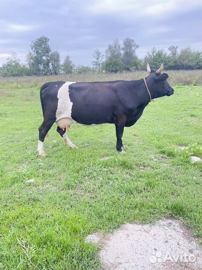 Корова дойная