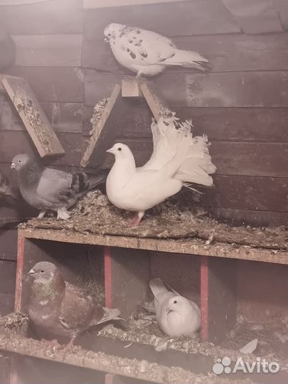 Продам павлина голубя