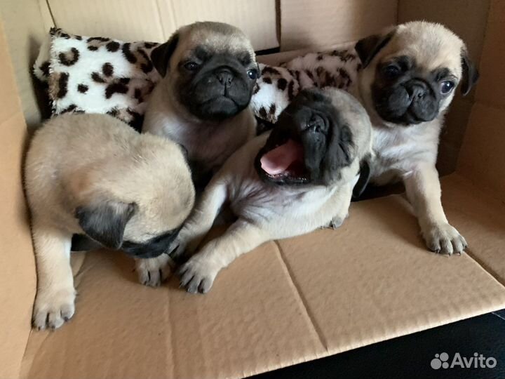 Мопсики щенки