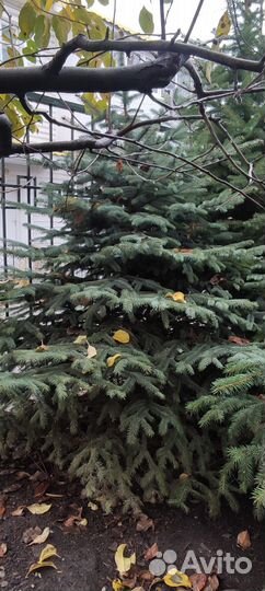 Ель голубая и зеленые